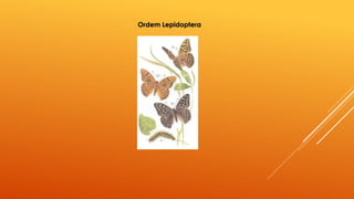 Ordem Lepidoptera
 