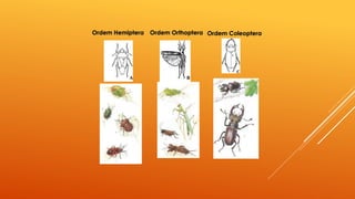 Ordem Hemiptera Ordem Orthoptera Ordem Coleoptera
 