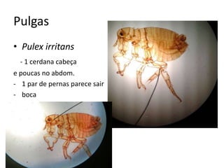 Pulgas
• Pulex irritans
- 1 cerdana cabeça
e poucas no abdom.
- 1 par de pernas parece sair
- boca
 