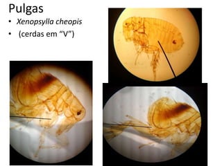 Pulgas
• Xenopsylla cheopis
• (cerdas em “V”)
 