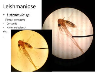 Leishmaniose
• Lutzomyia sp.
(fêmea)-sem garra
- Corcunda
- Halter ou balanci-
nho.
-
 
