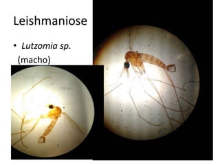 Leishmaniose
• Lutzomia sp.
(macho)
 