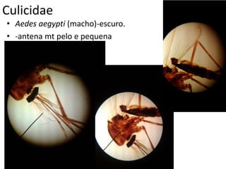 Culicidae
• Aedes aegypti (macho)-escuro.
• -antena mt pelo e pequena
 