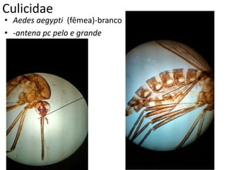 Culicidae
• Aedes aegypti (fêmea)-branco
• -antena pc pelo e grande
 