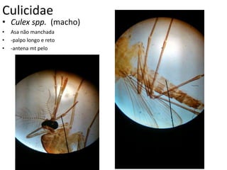 Culicidae
• Culex spp. (macho)
• Asa não manchada
• -palpo longo e reto
• -antena mt pelo
 