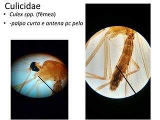 Culicidae
• Culex spp. (fêmea)
• -palpo curto e antena pc pelo
 