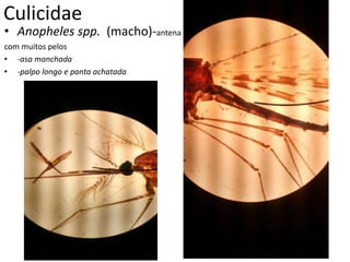 Culicidae
• Anopheles spp. (macho)-antena
com muitos pelos
• -asa manchada
• -palpo longo e ponta achatada
 