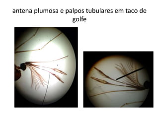 antena plumosa e palpos tubulares em taco de
golfe
 