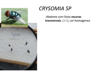 CRYSOMIA SP
-Abdome com listas escuras
transversais. ( I I ), cor homogenea
 