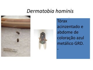 Dermatobia hominis
-
Tórax
acinzentado e
abdome de
coloração azul
metálico GRD.
-
 