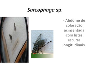 Sarcophaga sp.
- Abdome de
coloração
acinzentada
com listas
escuras
longitudinais.
 