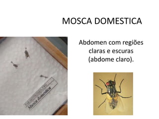 MOSCA DOMESTICA
Abdomen com regiões
claras e escuras
(abdome claro).
 