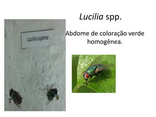 Lucilia spp.
Abdome de coloração verde
homogênea.
 