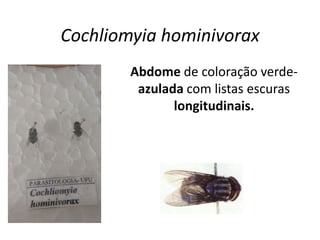 Cochliomyia hominivorax
Abdome de coloração verde-
azulada com listas escuras
longitudinais.
 