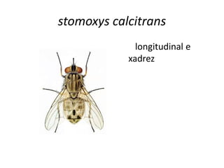 stomoxys calcitrans
longitudinal e
xadrez
 