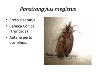 Panstrongylus megistus
• Preto e Laranja
• Cabeça Cônica
(Truncada)
• Antena perto
dos olhos.
 