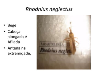 Rhodnius neglectus
• Bege
• Cabeça
alongada e
Afilada
• Antena na
extremidade.
 
