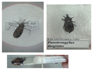 Revisão Entomologia: imagens e microscopia