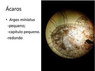 Ácaros
• Argas miniatus
-pequeno;
-capítulo pequeno.
-redondo
 