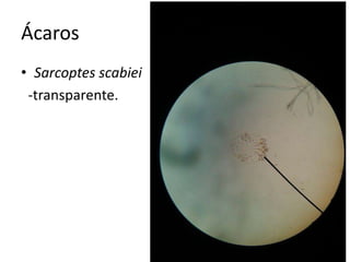 Ácaros
• Sarcoptes scabiei
-transparente.
 