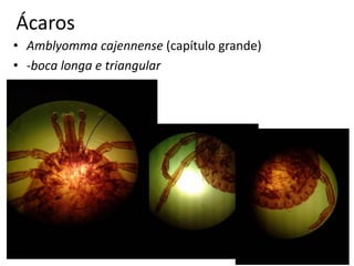 Ácaros
• Amblyomma cajennense (capítulo grande)
• -boca longa e triangular
 