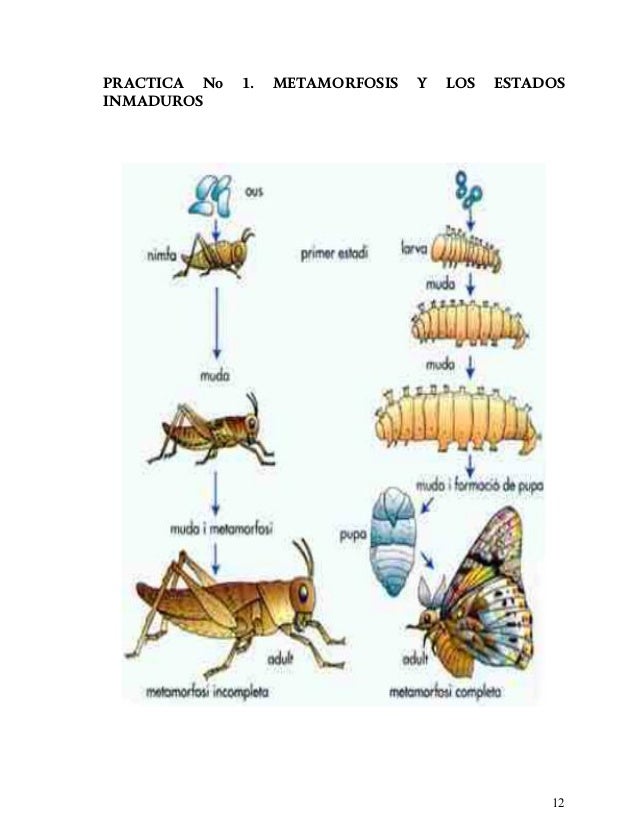 Entomologia