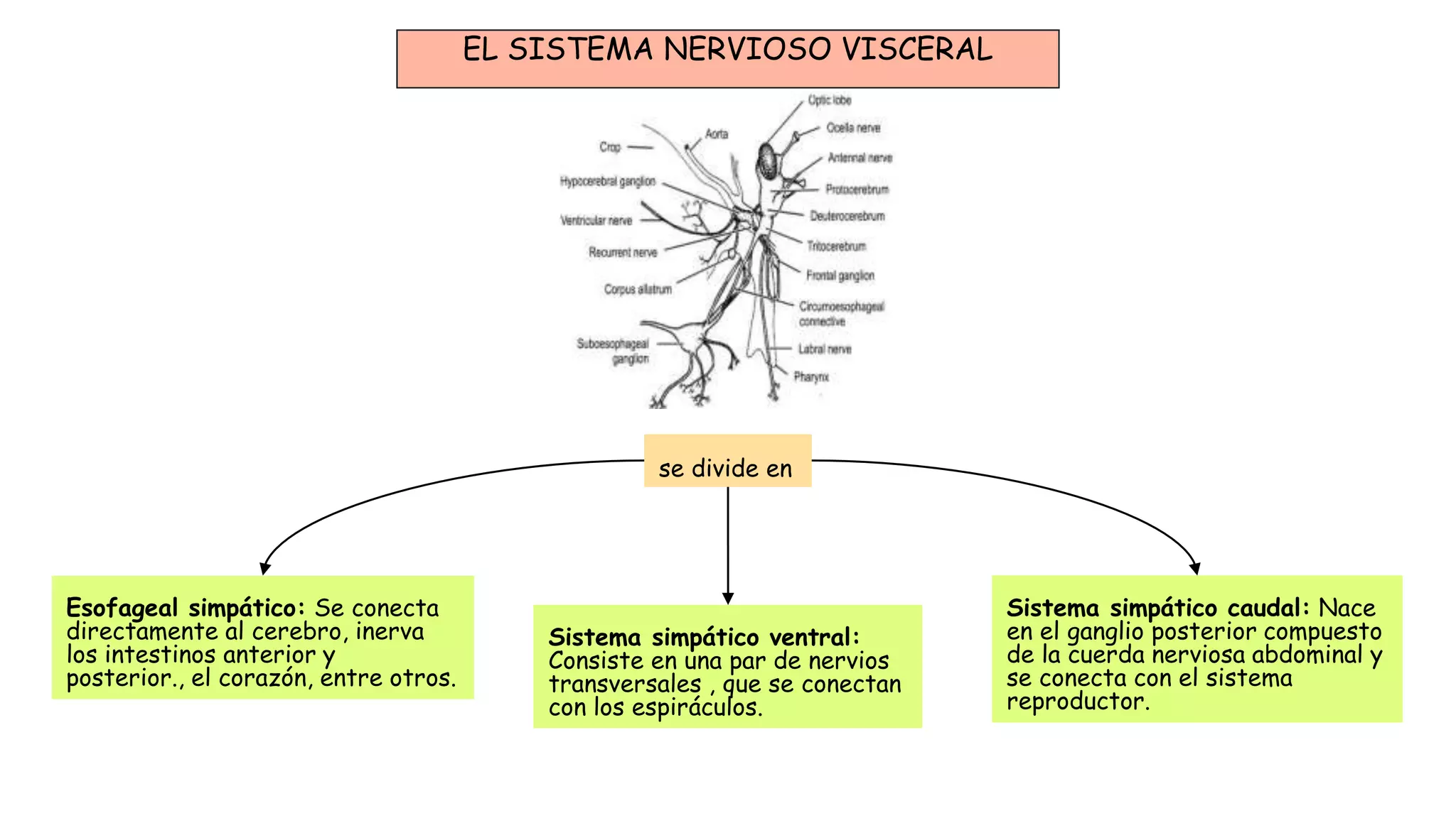 Sistemas de un insecto | PPTX