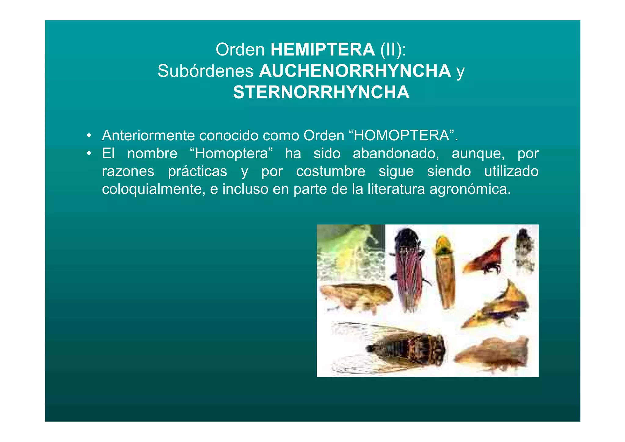 Suborder Homoptera Entomologia_-_II_Unidad_-_Clase_Homopteraa.pdf