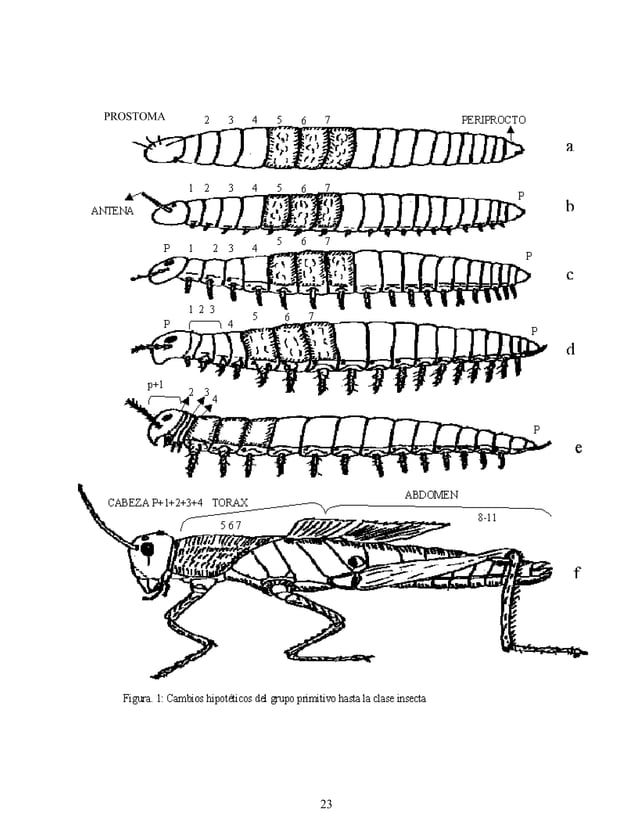 Entomologia morfologia-y-fisiologia-de-los-insectos-un | PDF