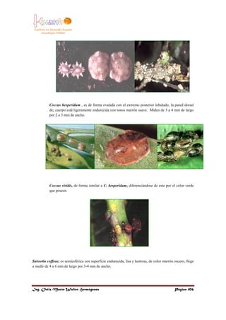 Entomologia (1)