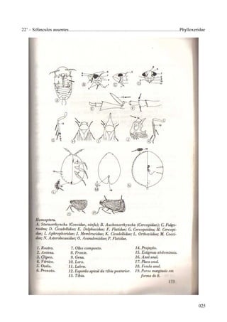 025
22’ – Sifúnculos ausentes.................................................................................................Phylloxeridae
 