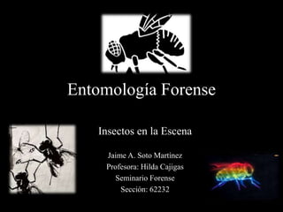 Entomología Forense
Insectos en la Escena
Jaime A. Soto Martínez
Profesora: Hilda Cajigas
Seminario Forense
Sección: 62232
 