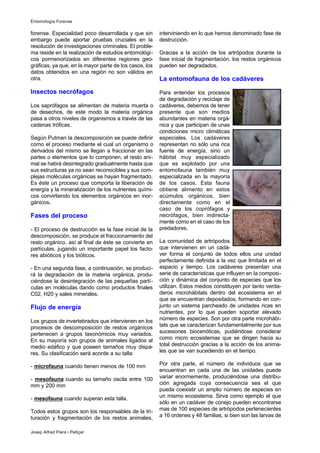 forense. Especialidad poco desarrollada y que sin
embargo puede aportar pruebas cruciales en la
resolución de investigaciones criminales. El proble-
ma reside en la realización de estudios entomológi-
cos pormenorizados en diferentes regiones geo-
gráficas, ya que, en la mayor parte de los casos, los
datos obtenidos en una región no son válidos en
otra.
Insectos necrófagos
Los saprófagos se alimentan de materia muerta o
de desechos, de este modo la materia orgánica
pasa a otros niveles de organismos a través de las
cadenas tróficas.
Según Putman la descomposición se puede definir
como el proceso mediante el cual un organismo o
derivados del mismo se llegan a fraccionar en las
partes o elementos que lo componen, el resto ani-
mal se habrá desintegrado gradualmente hasta que
sus estructuras ya no sean reconocibles y sus com-
plejas moléculas orgánicas se hayan fragmentado.
Es éste un proceso que comporta la liberación de
energía y la mineralización de los nutrientes quími-
cos convirtiendo los elementos orgánicos en inor-
gánicos.
Fases del proceso
- El proceso de destrucción es la fase inicial de la
descomposición, se produce el fraccionamiento del
resto orgánico, así al final de éste se convierte en
partículas, jugando un importante papel los facto-
res abióticos y los bióticos.
- En una segunda fase, a continuación, se produci-
rá la degradación de la materia orgánica, produ-
ciéndose la desintegración de las pequeñas partí-
culas en moléculas dando como productos finales
C02, H20 y sales minerales.
Flujo de energía
Los grupos de invertebrados que intervienen en los
procesos de descomposición de restos orgánicos
pertenecen a grupos taxonómicos muy variados.
En su mayoría son grupos de animales ligados al
medio edáfico y que poseen tamaños muy dispa-
res. Su clasificación será acorde a su talla:
- microfauna cuando tienen menos de 100 mm
- mesofauna cuando su tamaño oscila entre 100
mm y 200 mm
- mesofauna cuando superan esta talla.
Todos estos grupos son los responsables de la tri-
turación y fragmentación de los restos animales,
interviniendo en lo que hemos denominado fase de
destrucción.
Gracias a la acción de los artrópodos durante la
fase inicial de fragmentación, los restos orgánicos
pueden ser degradados.
La entomofauna de los cadáveres
Para entender los procesos
de degradación y reciclaje de
cadáveres, debemos de tener
presente que son medios
abundantes en materia orgá-
nica y que participan de unas
condiciones micro climáticas
especiales. Los cadáveres
representan no sólo una rica
fuente de energía, sino un
hábitat muy especializado
que es explotado por una
entomofauna también muy
especializada en la mayoría
de los casos. Esta fauna
obtiene alimento en estos
acúmulos orgánicos, bien
directamente como en el
caso de los coprófagos y
necrófagos, bien indirecta-
mente como en el caso de los
predadores.
La comunidad de artrópodos
que intervienen en un cadá-
ver forma el conjunto de todos ellos una unidad
perfectamente definida a la vez que limitada en el
espacio y tiempo. Los cadáveres presentan una
serie de características que influyen en la composi-
ción y dinámica del conjunto de especies que los
utilizan. Estos medios constituyen por tanto verda-
deros microhábitats dentro del ecosistema en el
que se encuentran depositados, formando en con-
junto un sistema parcheado de unidades ricas en
nutrientes, por lo que pueden soportar elevado
número de especies. Son por otra parte microhábi-
tats que se caracterizan fundamentalmente por sus
sucesiones biocenóticas, pudiéndose considerar
como micro ecosistemas que se dirigen hacia su
total destrucción gracias a la acción de los anima-
les que se van sucediendo en el tiempo.
Por otra parte, el número de individuos que se
encuentran en cada una de las unidades puede
variar enormemente, produciéndose una distribu-
ción agregada cuya consecuencia sea el que
pueda coexistir un amplio número de especies en
un mismo ecosistema. Sirva como ejemplo el que
sólo en un cadáver de conejo pueden encontrarse
mas de 100 especies de artrópodos pertenecientes
a 16 ordenes y 48 familias, si bien son las larvas de
Entomología Forense
Josep Alfred Piera i Pelliçer
 
