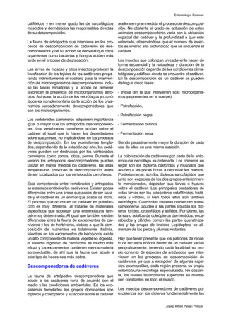 califóridos y en menor grado las de sarcofágidos
múscidos y derméstidos las responsables directas
de su descomposición.
La fauna de artrópodos que interviene en los pro-
cesos de descomposición de cadáveres es des-
componedora y de su acción se deriva el que otros
organismos como bacterias y hongos actúen más
tarde en el proceso de degradación.
Las larvas de moscas y otros insectos producen la
licuefacción de los tejidos de los cadáveres prepa-
rando indirectamente el sustrato para la interven-
ción de microorganismos descomponedores inclu-
so las larvas minadoras y la acción de remover
favorecen la presencia de microorganismos aero-
bios. Así pues, la acción de los necrófagos y copró-
fagos es complementaria de la acción de los orga-
nismos verdaderamente descomponedores que
son los microorganismos.
Los vertebrados carroñeros adquieren importancia
igual o mayor que los artrópodos descomponedo-
res. Los vertebrados carroñeros actúan sobre el
cadáver al igual que lo hacen los depredadores
sobre sus presas, no implicándose en los procesos
de descomposición. En los ecosistemas templa-
dos, dependiendo de la estación del año, los cadá-
veres pueden ser destruidos por los vertebrados
carroñeros como zorros, lobos, perros. Durante el
verano los artrópodos descomponedores pueden
utilizar en mayor medida los cadáveres, las altas
temperaturas provocan la descomposición antes
de ser localizados por los vertebrados carroñeros.
Esta competencia entre vertebrados y artrópodos
se establece en todos los cadáveres. Existen pocas
diferencias entre una presa que acaba de ser caza-
da y el cadáver de un animal que acaba de morir.
El proceso que ocurre en un cadáver en putrefac-
ción es muy diferente, al tratarse de materiales
específicos que soportan una entomofauna tam-
bién muy determinada. Al igual que también existen
diferencias entre la fauna de excrementos de car-
nívoros y los de herbívoros, debido a que la com-
posición de nutrientes es totalmente distinta.
Mientras en los excrementos de herbívoros existe
un alto componente de materia vegetal no digerida,
el sistema digestivo de carnívoros es mucho más
eficaz y los excrementos contienen menos materia
aprovechable, de ahí que la fauna que acude a
este tipo de heces sea más pobre.
Descomponedores de cadáveres
La fauna de artrópodos descomponedora que
acude a los cadáveres varía de acuerdo con el
medio y las condiciones ambientales. En los eco-
sistemas templados los grupos dominantes son
dípteros y coleópteros y su acción sobre el cadáver
acelera en gran medida el proceso de descomposi-
ción. No obstante el grado de actuación de estos
animales descomponedores varía con la ubicación
espacial del cadáver y la profundidad a que esté
enterrado, observándose que el número de insec-
tos es inverso a la profundidad que se encuentre el
cadáver.
Los insectos que colonizan un cadáver lo hacen de
forma secuencial y la naturaleza y duración de la
descomposición depende de las condiciones clima-
tológicas y edáficas donde se encuentre el cadáver.
En la descomposición de un cadáver se pueden
distinguir cinco fases:
- Inicial (en la que intervienen sólo microorganis-
mos ya presentes en el cuerpo).
- Putrefacción,
- Putrefacción negra
- Fermentación butírica
- Fermentación seca
Siendo paulatinamente mayor la duración de cada
una de ellas en una misma estación.
La colonización de cadáveres por parte de la ento-
mofauna necrófaga es ordenada. Los primeros en
llegar son los dípteros califóridos y múscidos que
acuden a las pocas horas a depositar los huevos.
Posteriormente, son los dípteros sarcofágidos que
junto con especies de los dos grupos anteriormen-
te mencionados, depositan sus larvas o huevos
sobre el cadáver. Los principales predadores de
estas larvas son los coleópteros estafilínidos, histé-
ridos y sílfidos, si bien todos ellos son también
necrófagos. Cuando las vísceras comienzan a des-
componerse, acuden a las partes líquidas los díp-
teros fóridos, drosofílidos y sírfidos. Por último, las
larvas o adultos de coleópteros derméstidos, esca-
rabeidos y cléridos comen las partes queratiniza-
das y las orugas de tineidos Lepidoptera se ali-
mentan de los pelos y plumas restantes.
Hay que tener presente que los patrones de repar-
to de recursos tróficos dentro de un cadáver varían
geográficamente, teniendo cada localidad su pro-
pio conjunto de especies de artrópodos que inter-
vienen en los procesos de descomposición de
cadáveres, ya que a excepción de algunas espe-
cies cosmopolitas, cada región presenta su propia
entomofauna necrófaga especializada. No obstan-
te, los niveles taxonómicos superiores se mantie-
nen constantes en todo el mundo.
Los insectos descomponedores de cadáveres por
excelencia son los dípteros fundamentalmente las
Entomología Forense
Josep Alfred Piera i Pelliçer
 