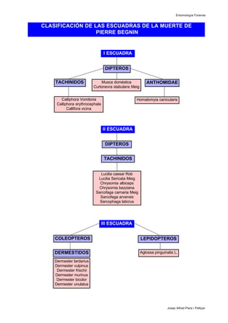 Entomología Forense
Josep Alfred Piera i Pelliçer
CLASIFICACIÓN DE LAS ESCUADRAS DE LA MUERTE DE
PIERRE BEGNIN
DIPTEROS
Musca doméstica
Curtonevra stabulans Meig
II ESCUADRA
I ESCUADRA
DIPTEROS
Lucilia caesar Rob
Lucilia Sericata Meig
Chrysomia albiceps
Chrysomia bezziana
Sarcofaga carnaria Meig
Sarcofaga arvensis
Sarcophaga laticrus
Calliphora Vomitoria
Calliphora erythrocephala
Callifora vicina
Homalomyia canicularis
TACHINIDOS
TACHINIDOS
ANTHOMIDAE
III ESCUADRA
Dermester lardarius
Dermester vulpinus
Dermester frischii
Dermester murinus
Dermester bicolor
Dermester unulatus
Aglossa pinguinalis L.
COLEOPTEROS
DERMESTIDOS
LEPIDOPTEROS
 