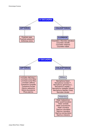 Entomología Forense
Josep Alfred Piera i Pelliçer
IV ESCUADRA
V ESCUADRA
Pyophyla caesi
Pyophyla petasionis
Anthomya vicina Corynetes o Necrobia caeruleus
Corynetes ruficollis
Corynetes violaceus
Corynetes rufipes
CLERIDOS
DIPTEROS COLEOPTEROS
Lonchaea nigrimana F.
Lonchaea corea Meig
Lonchaea aurea Meq
Lonchaea Latifrons
Tyreophora cynophila
Tyreophora furcata
Ophyra cadaverina
Ophyra leucostoma
Phora aterrina
Necrophorus fossor
Necrophorus humator F.
Necrophorus germanicus L.
Necrophorus vespillo L.
Necrophorus vestigator Hersch
Necrophorus Sepultor Charp
Necrodes Litoralis
Silfidos
Hister Cadaverinus.
Hister quadrimaculatus
Hister ventralis
Hister purpurescens
Hister uncinatus
Saprinus rotundatus
Saprinus maculatus
Saprinus semipuntatus
Saprinus virescens
Histeridos
DIPTEROS COLEOPTEROS
 