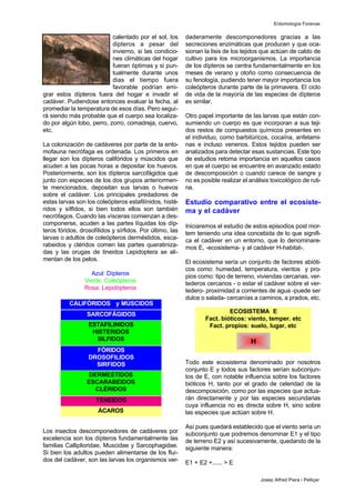 calentado por el sol, los
dipteros a pesar del
invierno, si las condicio-
nes climáticas del hogar
fueran óptimas y si pun-
tualmente durante unos
dias el tiempo fuera
favorable podrían emi-
grar estos dípteros fuera del hogar e invadir el
cadáver. Pudiendose entonces evaluar la fecha, al
promediar la temperatura de esos días. Pero segui-
rá siendo más probable que el cuerpo sea localiza-
do por algún lobo, perro, zorro, comadreja, cuervo,
etc.
La colonización de cadáveres por parte de la ento-
mofauna necrófaga es ordenada. Los primeros en
llegar son los dípteros califóridos y múscidos que
acuden a las pocas horas a depositar los huevos.
Posteriormente, son los dípteros sarcofágidos que
junto con especies de los dos grupos anteriormen-
te mencionados, depositan sus larvas o huevos
sobre el cadáver. Los principales predadores de
estas larvas son los coleópteros estafilínidos, histé-
ridos y sílfidos, si bien todos ellos son también
necrófagos. Cuando las vísceras comienzan a des-
componerse, acuden a las partes líquidas los díp-
teros fóridos, drosofílidos y sírfidos. Por último, las
larvas o adultos de coleópteros derméstidos, esca-
rabeidos y cléridos comen las partes queratiniza-
das y las orugas de tineidos Lepidoptera se ali-
mentan de los pelos.
Azul: Dípteros
Verde: Coleópteros
Rosa: Lepidópteros
Los insectos descomponedores de cadáveres por
excelencia son los dípteros fundamentalmente las
familias Calliplioridae, Muscidae y Sarcophagidae.
Si bien los adultos pueden alimentarse de los flui-
dos del cadáver, son las larvas los organismos ver-
daderamente descomponedores gracias a las
secreciones enzimáticas que producen y que oca-
sionan la lisis de los tejidos que actúan de caldo de
cultivo para los microorganismos. La importancia
de los dípteros se centra fundamentalmente en los
meses de verano y otoño como consecuencia de
su fenología, pudiendo tener mayor importancia los
coleópteros durante parte de la primavera. El ciclo
de vida de la mayoría de las especies de dípteros
es similar.
Otro papel importante de las larvas que están con-
sumiendo un cuerpo es que incorporan a sus teji-
dos restos de compuestos químicos presentes en
el individuo, como barbitúricos, cocaína, anfetami-
nas e incluso venenos. Estos tejidos pueden ser
analizados para detectar esas sustancias. Este tipo
de estudios retoma importancia en aquellos casos
en que el cuerpo se encuentre en avanzado estado
de descomposición o cuando carece de sangre y
no es posible realizar el análisis toxicológico de ruti-
na.
Estudio comparativo entre el ecosiste-
ma y el cadáver
Iniciaremos el estudio de estos episodios post mor-
tem teniendo una idea concebida de lo que signifi-
ca el cadáver en un entorno, que lo denominare-
mos E, -ecosistema- y al cadáver H-habitat-.
El ecosistema sería un conjunto de factores abióti-
cos como: humedad, temperatura, vientos y pro-
pios como: tipo de terreno, viviendas cercanas, ver-
tederos cercanos - o estar el cadáver sobre el ver-
tedero- proximidad a corrientes de agua -puede ser
dulce o salada- cercanías a caminos, a prados, etc.
Todo este ecosistema denominado por nosotros
conjunto E y todos sus factores serían subconjun-
tos de E, con notable influencia sobre los factores
bióticos H, tanto por el grado de celeridad de la
descomposición, como por las especies que actua-
rán directamente y por las especies secundarias
cuya influencia no es directa sobre H, sino sobre
las especies que actúan sobre H.
Así pues quedará establecido que el viento sería un
subconjunto que podremos denominar E1 y el tipo
de terreno E2 y así sucesivamente, quedando de la
siguiente manera:
E1 + E2 +...... > E
Entomología Forense
Josep Alfred Piera i Pelliçer
CALIFÓRIDOS y MÚSCIDOS
ESTAFILINIDOS
HISTERIDOS
SILFIDOS
FÓRIDOS
DROSOFILIDOS
SIRFIDOS
DERMESTIDOS
ESCARABEIDOS
CLÉRIDOS
TENEIDOS
ÁCAROS
ECOSISTEMA E
Fact. bióticos: viento, temper. etc
Fact. propios: suelo, lugar, etc
SARCOFÁGIDOS
H
 