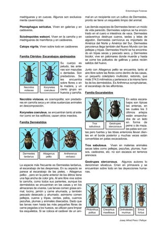 madrigueras y en cuevas. Algunos son exclusiva-
mente cavernícolas
Ptomaphagus sericatus, Viven en galerías y en
cadáveres.
Sciodrepoides watsoni, Viven en la carroña y en
madrigueras de mamíferos y en cadáveres.
Catops nigrita, Viven sobre todo en cadáveres
Familia Cléridos- Escarabajos ajedrezados
Su cuerpo es
peludo, las ante-
nas son mazudas
o dentadas. Son
predadores. Se
les encuentra
sobre flores o en
la madera, y un
cierto grupo en
huevos y carroña.
Necrobia violacea, es cosmopolita; son predado-
res en carroña seca y en otras sustancias animales
en descomposición.
Korynetes coeruleus, se encuentran tanto al exte-
rior como en los edificios; cazan otros insectos.
Familia Derméstidos
La especie más frecuente es Dermestes lardarius,
el escarabajo de las despensas. En su aspecto se
parece al escarabajo de las pieles, - Attagenus
pellio- , pero en la parte anterior de los élitros tiene
una faja ancha de color gris. Al aire libre vive sobre
la carroña, como todos sus parientes, aunque los
derméstidos se encuentran en las casas y en los
almacenes de víveres. Las larvas comen grasa ani-
mal, tocino, jamón y carne ahumada, y también
pescado desecado y ahumado; asimismo comen
pellejos, cueros y tripas, cerdas, pelos, cuernos
pezuñas, plumas y animales disecados. Dado que
las larvas roen hasta las más pequeñas fibras de
carne pegadas a los huesos, se utilizan para limpiar
los esqueletos. Si se coloca el cadáver de un ani-
mal en un recipiente con un cultivo de Dermestes,
pronto se tiene un esqueleto limpio del animal.
Las demás especies de Dermestes tienen un modo
de vida parecido. Dermestes vulpinus se ha encon-
trado en el cuero e intestinos de vaca. Dermestes
cadaverinus destruye cueros, sedas y telas de
algodón. Dermestes carnívorus es importado de
América del Norte y América del Sur. Dermestes
peruvienus llega también del Nuevo Mundo con las
pellejas y tripas. Dermestes fríschil se ha encontra-
do en tripas secas y pescado seco, y Dermestes
bicolor, vive en palomares donde muerde y hasta
se come los polluelos de gallinas y patos recién
salidos del huevo.
Junto con Attagenus pellio se encuentra, tanto al
aire libre sobre las flores como dentro de las casas,
un pequeño coleóptero multicolor, redondo, que
mide 3?4,5 milímetros y pertenece a la misma fami-
lia de los derméstidos. Es Anthrenus scrophulariae,
el escarabajo de las alfombras.
Familia Escarabeidos
En estos escara-
bajos son típicas
las antenas, en
las cuales los 3
últimos artejos
están ensancha-
dos de un lado
en forma de
peine o de maza.
las patas son cor-
tas pero fuertes y las tibias anteriores llevan dien-
tes en el borde posterior y muchas veces están
convertidas en patas excavadoras.
Trox sabulosus. Viven en materias animales
secas tales como pellejas, pezuñas, plumas, hue-
sos, cadáveres, etc. no son escasos en terrenos
arenosos
Geotrupes stercorosus. Algunos autores lo
denominan silvaticus. Crían en primavera y se
encuentran sobre todo en las deyecciones huma-
nas.
Entomología Forense
Josep Alfred Piera i Pelliçer
Necrobia
violacea
Korynetes
coeruleus
Trox
sabulosus
Geotrupes
stercorosus
Dermestes
lardarius
Attagenus
pellio
Antherenus
verbasci
Philonthus
politus
Creophius
maxillosus
Ontholestes
murinus
Emus
hirtus
 