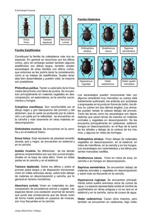 Familia Estafilínidos
Constituyen la familia de coleópteros más rica en
especies. En general se reconocen por los élitros
cortos, pero sin embargo existen también algunos
estafilínidos con élitros largos, también existen
escarabajos de otras familias con élitros cortos,
que entonces se les podría tener la consideración
como si se tratase de estafilínidos. Suelen tener
alas bien desarrolladas y pueden volar, la mayoría
son predadores
Philonthus politus. Tienen a cada lado de la línea
media del pronoto una hilera de puntos. Se encuen-
tran principalmente en materias vegetales en des-
composición, en estercoleros, en la carroña, excre-
mentos y hongos.
Creophius maxillosus. Son inconfundible por el
dibujo negro y gris blanquecino del pronoto y del
abdomen, que en parte es producido por la colora-
ción y en parte por la vellosidad, se encuentran en
la carroña y más raramente en otras materias en
descomposición.
Ontholestes murinus. Se encuentran en la carro-
ña y en el estiércol fresco.
Emus hirtus. Está recubierto de pilosidad amarillo
dorada, gris y negra, se encuentran en estiércol y
en la carroña.
Autalia rivularis. Se diferencian de los demás
géneros emparentados por sus dos surcos longitu-
dinales en la base de cada élitro. Viven en todas
partes en la carroña y en el estiércol.
Taxicera deplanata. Sobre los élitros y sobre el
pronoto pelos largos y de disposición transversal,
viven en orillas arenosas secas, sobre todo debajo
de materias en descomposición y carroña, por lo
general en terreno montañoso.
Aleochara curtula. Viven en materiales en des-
composición de procedencia animal y vegetal. Las
especies tienen una oscilación anormal de tamaño
que quizá sea consecuencia que las larvas viven
de forma medio parásita en puparios de moscas,
son muy frecuentes en la carroña.
Familia Histéridos
Los escarabajos pueden reconocerse bien por
algunos caracteres muy marcados; su cuerpo está
fuertemente quitinizado, las antenas son acodadas
y engrosadas en la punta en forma de botón, los éli-
tros no cubren los dos últimos tergitos. Los anima-
les pueden retraer la cabeza debajo del pronoto.
Tanto las larvas como los escarabajos son depre-
dadores que cazan larvas de insectos en materias
animales y vegetales en descomposición. Se les
encuentra principalmente en cadáveres, estiércol,
hongos en descomposición, en el flujo de la savia
de los árboles y debajo de la corteza de los mis-
mos, y algunos en nidos de hormigas.
Onthophilus striatus. Viven debajo de materiales
vegetales en descomposición, en el estiércol, en
nidos de mamíferos, en la carroña y en los hongos.
Los escarabajos son redondeados y los élitros pre-
sentan marcadas costillas.
Gnathoncus nanus. Viven en nidos de aves, en
carroña o en hongos en descomposición.
Saprinus semistriatus. Se encuentran debajo de
materias animales y vegetales en descomposición
y sobre todo es frecuente en la carroña.
Hypocaccus rugíceps. Se encuentran principal-
mente sobre suelos arenosos cerca de cursos de
agua. La especie representada recibe el nombre de
quadristriatus en obras antiguas y no es rara en el
estiércol y en la carroña, cerca de cursos de agua.
Hister cadaverinus. Cazan otros insectos, pero
también se encuentran en cadáveres, bajo mate-
Entomología Forense
Josep Alfred Piera i Pelliçer
Emus
hirtus
Aleochara
curtula
Taxicera
deplanat
Onthophilus
striatus
Gnathoncus
nanus
Saprinus
semistriatus
Hypocaccus
rugíceps
Hister
cadaverinus
Hister quadri-
maculatus
 