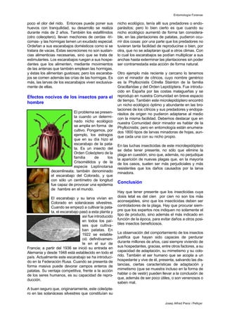 poco el olor del nido. Entonces puede poner sus
huevos con tranquilidad, su desarrollo se realiza
durante más de 2 años. También los estafilínidos
(otro coleoptero), llevan mechones de cerdas -tri-
comas- y las hormigas lamen un exudado especial.
Ordeñan a sus escarabajos domésticos como si se
tratara de vacas. Estas secreciones no son sustan-
cias alimenticias necesarias, sino que se trata de
estimulantes. Los escarabajos ruegan a sus hospe-
dantes que los alimenten, mediante movimientos
de las antenas que también emplean las hormigas,
y éstas los alimentan gustosas; pero los escaraba-
jos se comen además las crías de las hormigas. Es
más, las larvas de los escarabajos viven exclusiva-
mente de ellas.
Efectos nocivos de los insectos para el
hombre
El problema se presen-
ta cuando un determi-
nado nicho ecológico
se amplia en forma de
cultivo. Pongamos, por
ejemplo, los estragos
que en su día hizo el
escarabajo de la pata-
ta. Es un insecto del
Orden Coleóptero de la
familia de los
Crisomélidos y de la
especie Leptinotarsa
decemlineata; también denominado
el escarabajo del Colorado, y que
con sólo un centímetro de longitud
fue capaz de provocar una epidemia
de hambre en el mundo.
El escarabajo y su larva vivían en
Colorado en solanáceas silvestres.
Cuando se empezó a cultivar la pata-
ta, el escarabajo pasó a esta planta y
así fue introducido
en todos los paí-
ses que cultiva-
ban patatas. En
1922 se estable-
ció definitivamen-
te en el sur de
Francia; a partir del 1936 se inició su entrada en
Alemania y desde 1948 está establecido en todo el
país. Actualmente este escarabajo se ha introduci-
do en la Federación Rusa. Cuando se presenta de
forma masiva puede devorar campos enteros de
patatas. Su ventaja competitiva, frente a la acción
de los seres humanos, es su capacidad de repro-
ducción.
A buen seguro que, originariamente, este coleópte-
ro en las solanáceas silvestres que constituían su
nicho ecológico, tenía allí sus predadores o endo-
parásitos; pero lo bien cierto es que cuando su
nicho ecológico aumentó de forma tan considera-
ble, en las plantaciones de patatas, pudieron ocu-
rrir dos cosas: por una parte que los predadores no
tuvieran tanta facilidad de reproducirse o bien, por
otra, que no se adaptaran igual a otros climas. Con
lo cual los escarabajos se podían multiplicar a sus
anchas hasta exterminar las plantaciones sin poder
ser contrarrestada esta acción de forma natural.
Otro ejemplo más reciente y cercano lo tenemos
con el minador de cítricos, cuyo nombre genérico
es la Phyllocnistis Citrella Stainton de la familia
Gracillaridae y del Orden Lepidóptera. Fue introdu-
cido en España por las costas malagueñas y se
reprodujo en nuestra Comunidad en breve espacio
de tiempo. También este microlepidóptero encontró
un nicho ecológico óptimo y abundante en las bro-
taciones de los cítricos y sus predadores y endopa-
rásitos de origen no pudieron adaptarse al medio
con la misma facilidad. Debemos destacar que en
nuestra Comunidad decir minador es hablar de la
Phyllocnistis; pero en entomología están enumera-
dos 1800 tipos de larvas minadoras de hojas, aun-
que cada una con su nicho propio.
En las luchas insecticidas de este microlepidóptero
se debe tener presente, no sólo que elimine la
plaga en cuestión, sino que, además, no perjudique
la aparición de nuevas plagas que, en la mayoría
de los casos, suelen ser más perjudiciales y más
resistentes que los daños causados por la larva
minadora.
Conclusión
Hay que tener presente que los insecticidas cuya
dosis letal es del cien por cien no son los más
aconsejables, sino que los insecticidas deben ser
controladores de la plaga. Hay que procurar siem-
pre que los expertos nos indiquen no solamente el
tipo de producto, sino además el más indicado en
función de la época, para evitar daños a otros posi-
bles insectos beneficiosos.
La observación del comportamiento de los insectos
justifica que hayan sido capaces de perdurar
durante millones de años, casi siempre viviendo de
sus hospedantes, gracias, entre otros factores, a su
capacidad de adaptación, su mimetismo y su colo-
rido. También el ser humano que se acopla a un
hospedante y vive de él, presenta, salvando las dis-
tancias, ciertas características de adaptación y
mimetismo (que se muestra incluso en la forma de
hablar o de vestir) pueden llevar a la conclusión de
que, además de ser poco útiles, o son venenosos o
saben mal.
Entomología Forense
Josep Alfred Piera i Pelliçer
 
