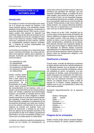 Introducción
Se emplea el nombre de Entomología para desig-
nar a la ciencia que estudia los insectos y con
mayor precisión técnica, a los artrópodos. Existen
alrededor de las 900.000 especies, anualmente se
descubren alrededor de las 7.000 nuevas y a buen
seguro quedan más especies sin descubrir que
conocidas. Ninguna otra clase de animales ha inva-
dido y colonizado de forma tan completa la Tierra,
como lo han hecho los insectos. Existen fitófagos,
carnívoros, predadores de otros insectos, carroñe-
ros, endoparásitos, parásitos externos, caníbales,
etc., y vectores de muchas enfermedades que
padecen aves y mamíferos.
Los insectos son animales con un tegumento endu-
recido y miembros articulados. Su cuerpo está divi-
dido en tres regiones: cabeza, tórax y abdomen. La
situación dominante que disfrutan sobre el reino
animal se debe a:
- Su capacidad de vuelo
- Su adaptabilidad
- Su tamaño y su esqueleto
- Su resistencia a la desecación
- Su respiración traqueal
- Su metamorfosis.
Existen insectos benefi-
ciosos y perjudiciales.
Pero a buen seguro tal
como avanzamos en el
conocimiento de la
Entomología se va opte-
niendo mayor provecho
del comportamiento de los Insectos, como es el
estudio y aprovechamiento de los insectos poliniza-
dores, del estudio y aplicación de la Entomología
Forense, o lo sucedido en Australia entre los años
1970 y 1985 que se vieron obligados a realizar
fuertes inversiones en la introducción de escarabei-
dos coprófago, al tener este país carencia de una
fauna adecuada y adaptada a la explotación de los
excrementos del ganado que había sido introduci-
do por los colonos, precisandose de una serie de
especies de insectos que pudieran hacer una
acción de destrucción y reciclaje de sus heces.
Esto son algunos de los ejemplos recientes en los
que el hombre no sólo ve lo molesto y perjudicial de
este Phyllum, sino las innumerables ventajas y pro-
vechos que nos puede aportar su observación.
La historia nos referencia auténticos desastres pro-
ducidos por los insectos. En contraposición, ya
ciertas tribus africanas también supieron utilizar los
beneficios que aportaban las hormigas, que han
supuesto verdaderas plagas, al emplear las de la
casta soldado, para suturar las heridas. Las hormi-
gas mordían la piel y se las decapitaba después,
las mandíbulas permanecían cerradas, se las deja-
ba en esa posición hasta que se unían los borde de
la herida. Pertenecientes a este mismo Orden, las
abejas también, son insectos altamente beneficio-
sos, tanto por su aportaciones a la economía apí-
cola, como por su efecto polinizador.
Baer, cirujano en el año 1.930, comprobó que en
muchos casos introduciendo larvas de Dípteros del
Género Calliphora en llagas purulentas se obtenía
una rápida curación. Esto que parece un contra-
sentido se debía a que las larvas eliminaban las
partes contaminadas y putrefactas de los tejidos.
Pero además demostró que inyectando debajo de
la piel cerca de las llagas un filtrado estéril de lar-
vas destruidas, se obtenían rápidas curaciones
especialmente en la osteomielitis crónica. Se averi-
guó que las larvas producen ciertos principios muy
activos contra los Estreptococos piógenos y los
Estreptococos aureus.
Clasificación y biología
Cuando existe animales de diferencias constantes
en algún carácter estructural o definido hablaremos
de diferentes especies, que se agrupan en géne-
ros. Un género es una reunión de especies, que tie-
nen caracteres en común. Los géneros, a su vez,
se agrupan en familias, cuyos componentes com-
parten caracteres muy importantes. Un orden lo for-
man las familias que muestran caracteres impor-
tantes que las relacionan formando un conjunto
natural. Los ordenes forman la clase y estas se
agrupan en un Phyllum. Existen categorías inter-
medias como la sub y la superfamilia y dentro del
orden está el suborden.
Quedando esquemáticamente de la siguiente
manera:
Phyllum: Arthropoda
Clase: Insecta
Orden: --------
Suborden: --------
Superfamilia: -------
Familia:--------
Subfamilia: --------
Género: -------
Especie: ------
Filogenia de los antrópodos
Existen muchas dudas sobre la evolución filogéni-
ca de los insectos. En cambio, desde el descubri-
INTRODUCCIÓN A LA
ENTOMOLOGÍA
Entomología Forense
Josep Alfred Piera i Pelliçer
 