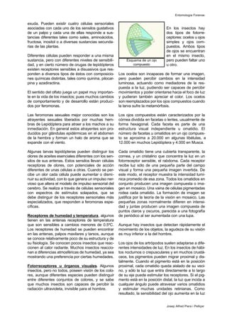exuda. Pueden existir cuatro células sensoriales
asociadas con cada uno de los sensilos gustativos
de un palpo y cada una de ellas responde a sus-
tancias diferentes tales como sales, aminoácidos,
fructosa, inositol o a diversas sustancias secunda-
rias de las plantas.
Diferentes células pueden responder a una misma
sustancia, pero con diferentes niveles de sensibili-
dad, y en cierto número de orugas de lepidópteros
existen receptores sensibles a disuasivos que res-
ponden a diversos tipos de éstos con composicio-
nes químicas distintas, tales como quinina, pilocar-
pina y azadiractina.
El sentido del olfato juega un papel muy importan-
te en la vida de los insectos; pues muchos cambios
de comportamiento y de desarrollo están produci-
dos por feromonas.
Las feromonas sexuales mejor conocidas son los
atrayentes sexuales liberados por muchas hem-
bras de Lepidóptera para atraer a los machos a su
inmediación. En general estos atrayentes son pro-
ducidos por glándulas epidérmicas en el abdomen
de la hembra y forman un halo de aroma que se
expande con el viento.
Algunas larvas lepidópteras pueden distinguir los
olores de aceites esenciales diferentes con los sen-
silos de sus antenas. Estos sensilos llevan células
receptoras de olores, con potenciales de acción
diferentes de unas células a otras. Cuando se per-
cibe un olor cada célula puede aumentar o dismi-
nuir su actividad, con lo que genera un impulso ner-
vioso que altera el modelo de impulso sensorial del
cerebro. Se realiza a través de células sensoriales
con espectros de estímulos solapados, que se
debe distinguir de los receptores sensoriales más
especializados, que responden a feromonas espe-
cíficas.
Receptores de humedad y temperatura, algunos
tienen en las antenas receptores de temperatura
que son sensibles a cambios menores de 0.5ºC.
Los receptores de humedad se pueden encontrar
en las antenas, palpos maxilares y tarsos, aunque
se conoce relativamente poco de su estructura y de
su fisiología. Se conocen pocos insectos que reac-
cionen al calor radiante. Muchos insectos reaccio-
nan a diferencias atmosféricas de humedad, ya sea
mostrando una preferencia por ciertas humedades.
Fotorreceptores u órganos visuales. Algunos
insectos, pero no todos, poseen visión de los colo-
res, aunque diferentes especies pueden distinguir
entre diferentes conjuntos de colores, y se sabe
que muchos insectos son capaces de percibir la
radiación ultravioleta, invisible para el hombre.
En los insectos hay
dos tipos de fotorre-
ceptores: ocelos u ojos
simples y ojos com-
puestos. Ambos tipos
de ojos se encuentran
en el mismo insecto,
pero pueden faltar uno
u otro.
Los ocelos son incapaces de formar una imagen,
pero pueden percibir cambios en la intensidad
luminosa, actuando como mediadores de la res-
puesta a la luz, pudiendo ser capaces de percibir
movimientos y poder orientarse hacia el foco de luz
y pudieran también apreciar el color. Los ocelos
son reemplazados por los ojos compuestos cuando
la larva sufre la metamórfosis.
Los ojos compuestos están caracterizados por la
córnea dividida en facetas o lentes, usualmente de
forma hexagonal. Cada faceta es parte de una
estructura visual independiente u omatidio. El
número de facetas u omatidios en un ojo compues-
to se aproxima a 20.000 en algunas libélulas, a
12.000 en muchos Lepidóptera y 4.000 en Musca.
Cada omatidio tiene una cubierta transparente, la
cornea, y un cristalino que concentra la luz en un
fotorreceptor sensible, el rabdoma. Cada receptor
recibe luz sólo de una pequeña parte del campo
visual y forma una pequeña imagen invertida. De
este modo, el receptor muestra la intensidad lumí-
nica promedio de esa zona. Todos los omatidios en
conjunto producen una imagen compuesta o ima-
gen en mosaico. Una vaina de células pigmentadas
rodea cada omatidio. La formación de imagen se
justifica por la teoría de la visión en mosaico. Las
pequeñas zonas normalmente difieren en intensi-
dad y juntas producen una imagen compuesta de
puntos claros y oscuros, parecida a una fotografía
de periódico al ser aumentada con una lupa.
Aunque hay insectos que detectan rápidamente el
movimiento de los objetos, la agudeza de su visión
es muy inferior a la del hombre.
Los ojos de los artrópodos suelen adaptarse a dife-
rentes intensidades de luz. En los insectos de hábi-
tos nocturnos o crepusculares y en muchos crustá-
ceos, los pigmentos pueden migrar proximal y dis-
talmente. Cuando el pigmento está en la posición
proximal, cada omatidio queda aislado de su veci-
no, y sólo la luz que entra directamente a lo largo
de su eje puede estimular los receptores. Si el pig-
mento está en la posición distal, la luz que incida a
cualquier ángulo puede atravesar varios omatidios
y estimular muchas unidades retinianas. Como
resultado, la sensibilidad del ojo aumenta en la luz
Entomología Forense
Josep Alfred Piera i Pelliçer
Esquema de un ojo
compuesto
 