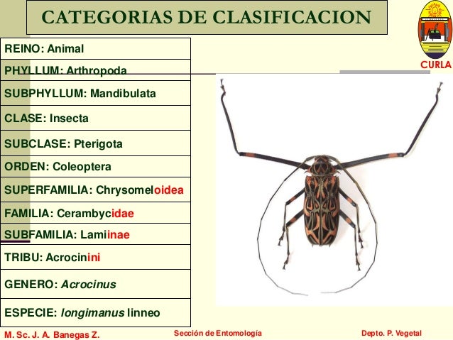 Entomologia general
