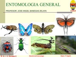 L U C E M A S P I C I O
Depto. P. Vegetal
CURLA
M. Sc. J. A. Banegas Z. Sección de Entomología
ENTOMOLOGIA GENERAL
PROFESOR: JOSE ANGEL BANEGAS ZELAYA
 