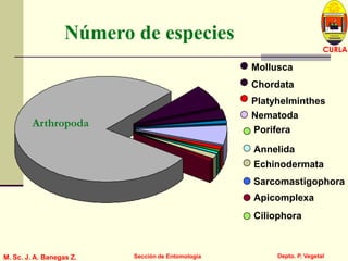 L U C E M A S P I C I O
Depto. P. Vegetal
CURLA
M. Sc. J. A. Banegas Z. Sección de Entomología
Número de especies
Arthropoda
Echinodermata
Ciliophora
Chordata
Mollusca
Platyhelminthes
Nematoda
Porifera
Annelida
Sarcomastigophora
Apicomplexa
Arthropoda
 