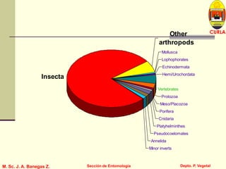 L U C E M A S P I C I O
Depto. P. Vegetal
CURLA
M. Sc. J. A. Banegas Z. Sección de Entomología
Minor inverts
Annelida
Pseudocoelomates
Platyhelminthes
Cnidaria
Porifera
Meso/Placozoa
Protozoa
Hemi/Urochordata
Echinodermata
Lophophorates
Mollusca
Insecta
Other
arthropods
Vertebrates
 