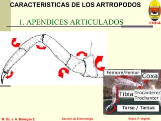 L U C E M A S P I C I O
Depto. P. Vegetal
CURLA
M. Sc. J. A. Banegas Z. Sección de Entomología
1. APENDICES ARTICULADOS
CARACTERISTICAS DE LOS ARTROPODOS
 
