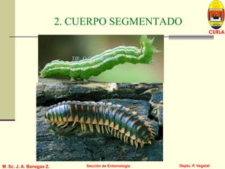 L U C E M A S P I C I O
Depto. P. Vegetal
CURLA
M. Sc. J. A. Banegas Z. Sección de Entomología
2. CUERPO SEGMENTADO
 