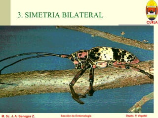 L U C E M A S P I C I O
Depto. P. Vegetal
CURLA
M. Sc. J. A. Banegas Z. Sección de Entomología
3. SIMETRIA BILATERAL
 