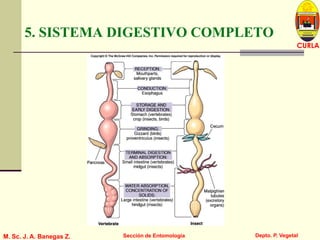 L U C E M A S P I C I O
Depto. P. Vegetal
CURLA
M. Sc. J. A. Banegas Z. Sección de Entomología
5. SISTEMA DIGESTIVO COMPLETO
 